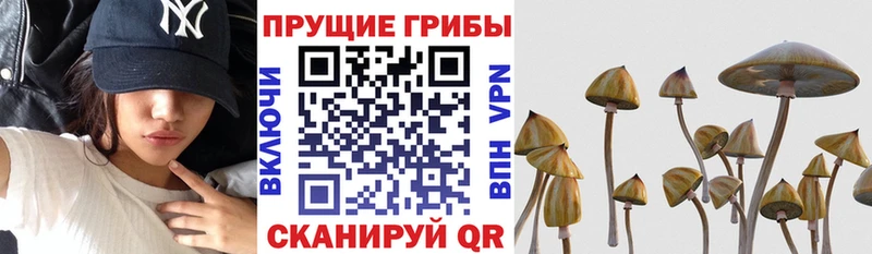 Псилоцибиновые грибы ЛСД  Купить закладки  Избербаш 